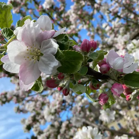 Feriehus V Gemuetliches Gartenhaus