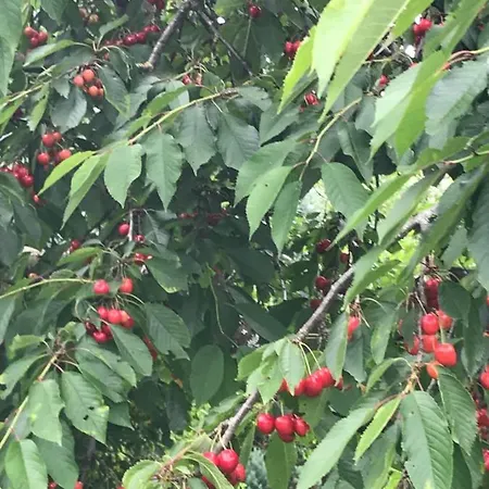 V Gemuetliches Gartenhaus Smihel nad Pliberkom