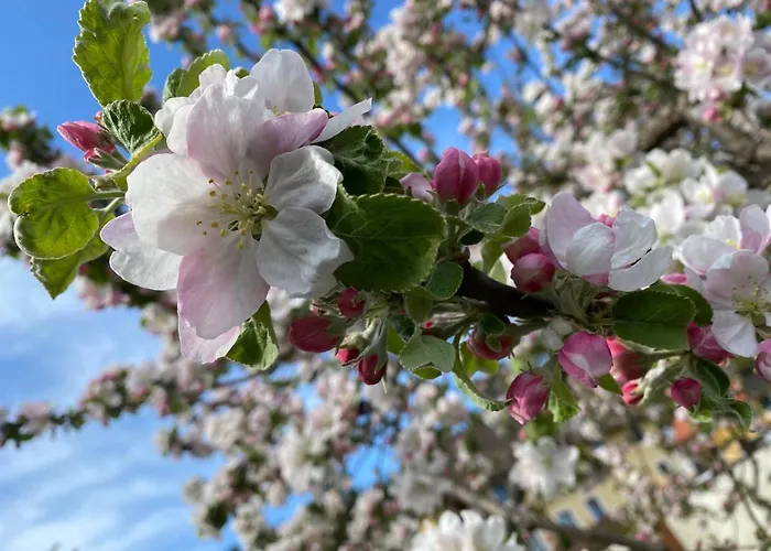 Dom wakacyjny V Gemuetliches Gartenhaus