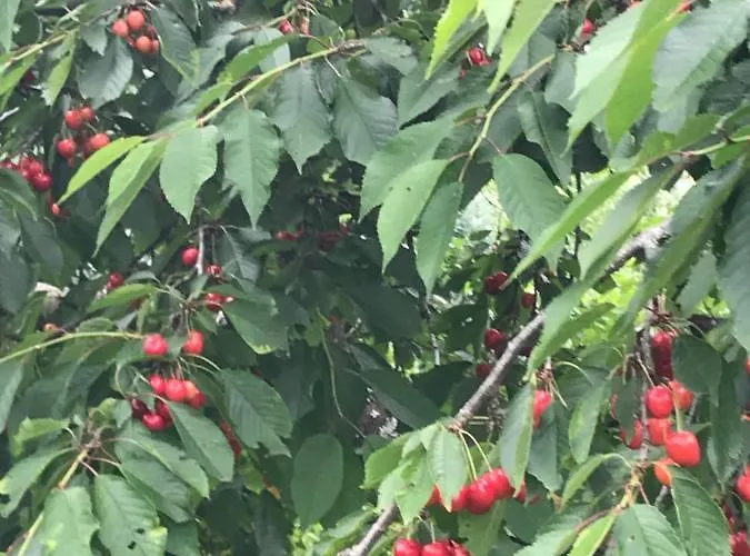 V Gemuetliches Gartenhaus Smihel nad Pliberkom